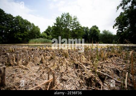 08 luglio 2018, Sassonia, Delitzsch: Stagno villaggio a Badrina ha chiaramente perso acqua. Dopo settimane senza pioggia, campi e prati sono banditi dal sole. Foto: Alexander Prautzsch/dpa-Zentralbild/ZB Foto Stock