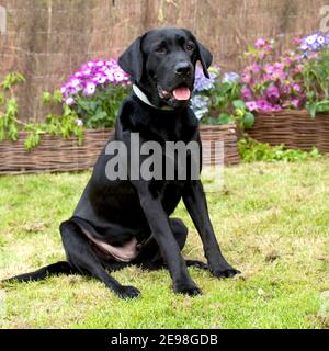 Nero labrador retriever cane Foto Stock
