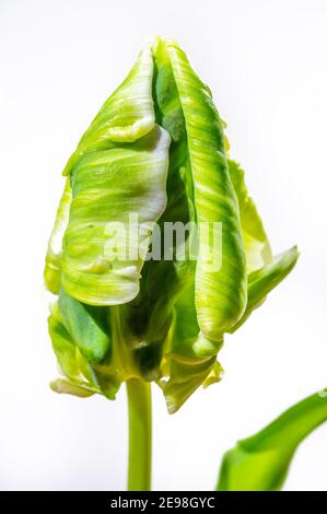 Colorful grande olandese super pappagallo tulipano fiore primo piano su sfondo bianco Foto Stock