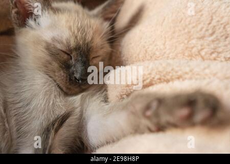 Gattino siamese che dorme. Purebred sei settimane di gatto tailandese con occhi blu a forma di mandorla su fondo cesto beige. Wichien Maat kitten Foto Stock