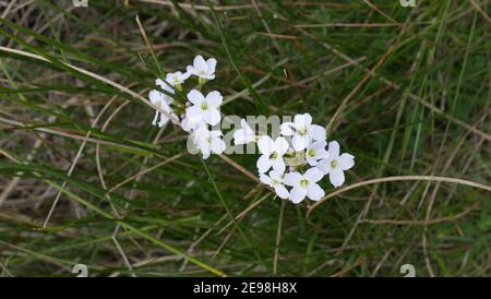 Vola su Lady's Smock Foto Stock