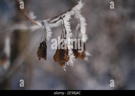 Dopo una fredda notte, i rami degli alberi nel parco cittadino sono coperti di gelo. Lo sfondo è sfocato, boke. Composizione di diverse piante. Foto Stock