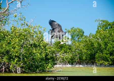 Un aquila di pesce pesca e caccia in una laguna tropicale dello Yucatan. Sullo sfondo gli alberi circostanti e il cielo blu Foto Stock