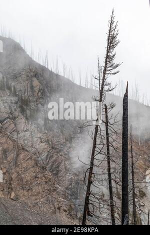 Resti di alberi bruciati dal fuoco lungo il Floe Lake Trail sotto la pioggia nel Parco Nazionale di Kootenay nelle Montagne Rocciose Canadesi, British Columbia, Canada Foto Stock