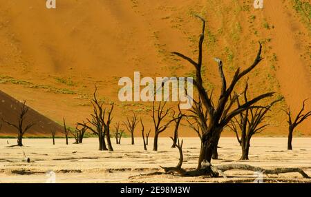 Dead Vlei è una padella di argilla che ha usato inondare ma la cui fornitura di acqua terrestre è stata bloccata dalla recente formazione di dune. Riceve dell'acqua macinata. Foto Stock