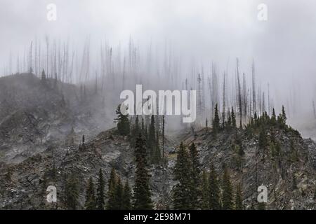 Foresta Spooky tra le nuvole lungo il sentiero del lago Floe nel Parco Nazionale di Kootenay nelle Montagne Rocciose Canadesi, British Columbia, Canada Foto Stock