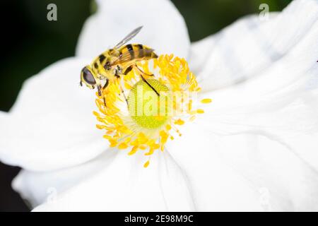 Myathropa florea detta anche mosca di fiori o mosca di sciroppo, riposante su un fiore dell'anemone giapponese di autunno (Anemone hupehensis var.japonica) Foto Stock