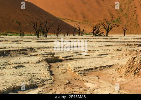 Dead Vlei è una padella di argilla che ha usato inondare ma la cui fornitura di acqua terrestre è stata bloccata dalla recente formazione di dune. Riceve dell'acqua macinata. Foto Stock