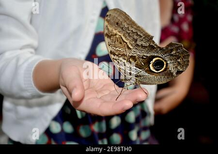 Una grande e magnifica farfalla sulla mano di una bambina accuratamente disposta per atterrare. La casa delle farfalle è una delle molte attrazioni di uno zoo Foto Stock