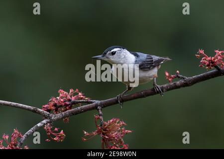Ritratto di un nuthatch bianco, Sitta carolinensis, appollaiato su un ramo d'acero e alimentato su una gru mosca. Foto Stock