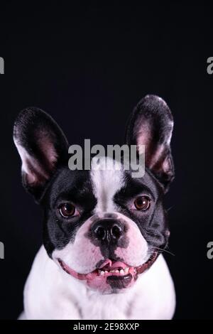 Ritratto di bulldog francese su sfondo nero sorridente. Bel cane con grandi orecchie Foto Stock