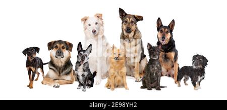 gruppo di nove cani di razza mista di fronte ad un sfondo bianco.solo muts Foto Stock