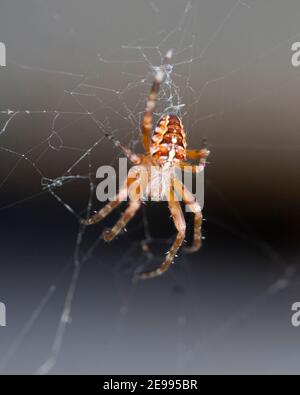 ARNEUS DIADEMATUS nel suo web Foto Stock