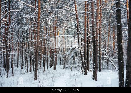 Bella foresta invernale, tronchi di pino coperti di neve