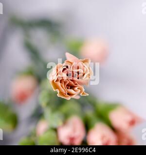 Un po' di colore rosa del tè garofano su sfondo verde sfocato Foto Stock