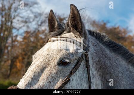 Primo piano del capo del Cavallo ceco di Warmblood Foto Stock