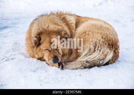 Grande bel cane senza casa soffici dorme in inverno gelido in la neve Foto Stock