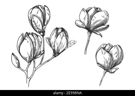 Schizzo di fiori. Magnolia isolato su sfondo bianco. Illustrazione vettoriale Illustrazione Vettoriale