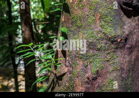 Felci ed epifiti nella foresta pluviale, Mulu, Malesia Foto Stock