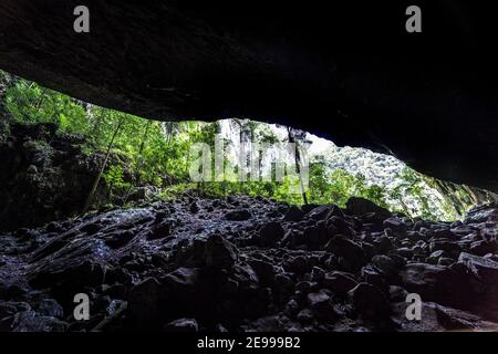 Alberi che crescono in ingresso alla grotta di cervi, Mulu, Malaysia Foto Stock