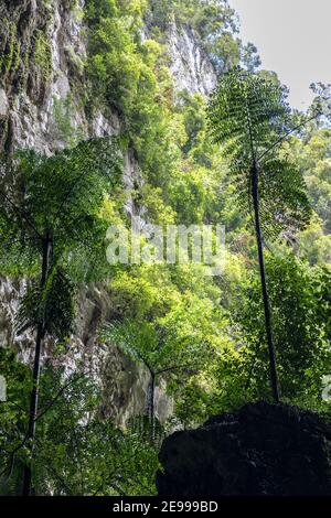 Alberi che crescono in ingresso alla grotta di cervi, Mulu, Malaysia Foto Stock