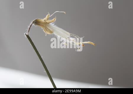 Lathyrus odoratus - squisita, pianta di pisello dolce singola dopo che ha fiorito Foto Stock