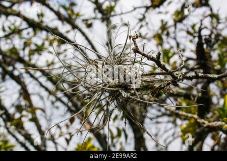 Tillandsia ricorvata, comunemente noto come piccolo muschio o muschio di palla Foto Stock