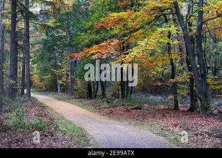 Foresta Olandese Veluwe in autunno vicino alla città di Arnhem con una pista ciclabile, i faggi hanno foglie colorate Foto Stock