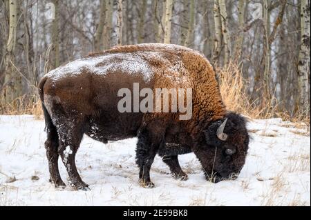 Bisonte di legno, spesso chiamato bisonte di montagna, bufali di legno o bufali di montagna che pascolano e che si aggirano nella nevicata invernale sulle pianure settentrionali, praterie Foto Stock