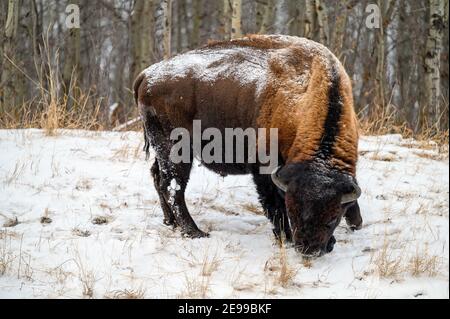 Bisonte di legno, spesso chiamato bisonte di montagna, bufali di legno o bufali di montagna che pascolano e che si aggirano nella nevicata invernale sulle pianure settentrionali, praterie Foto Stock