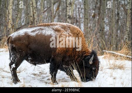 Bisonte di legno, spesso chiamato bisonte di montagna, bufali di legno o bufali di montagna che pascolano e che si aggirano nella nevicata invernale sulle pianure settentrionali, praterie Foto Stock