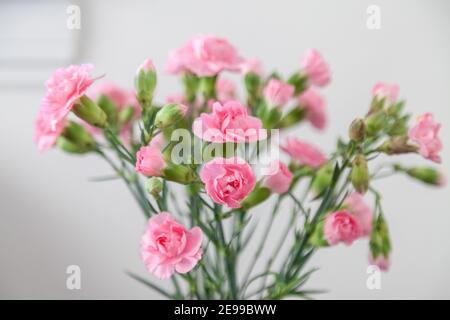 Un mazzo di garofani rosa su uno sfondo semplice Foto Stock