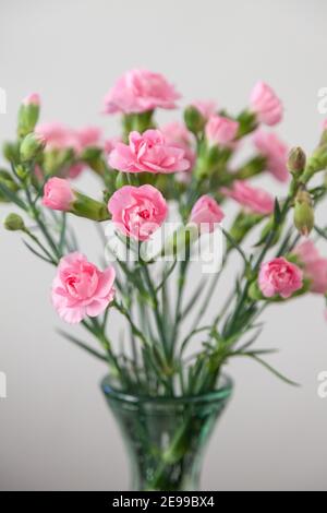 Un mazzo di garofani rosa su uno sfondo semplice Foto Stock