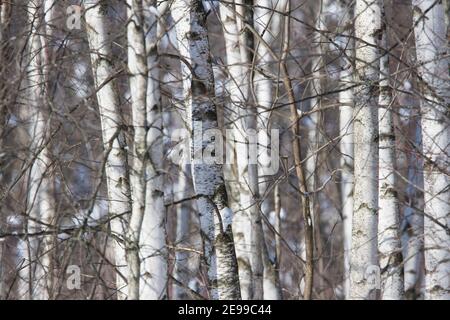 Betula cordifolia (betulla di carta di montagna, conosciuta anche come betulla bianca di montagna o betulla di carta orientale) foresta Foto Stock