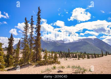 Carcross Desert a Yukon, il deserto più piccolo del mondo, anche se è in realtà il fondo di un antico lago glaciale e non un vero deserto. Photogra Foto Stock