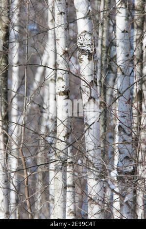 Betula cordifolia (betulla di carta di montagna, conosciuta anche come betulla bianca di montagna o betulla di carta orientale) foresta Foto Stock