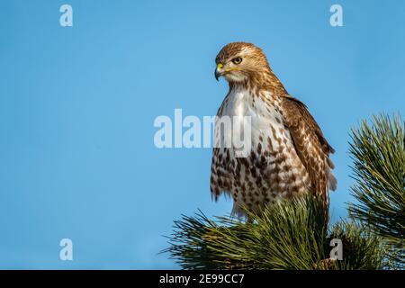 Un falco dalla coda rossa (Buteo jamaicensis) arroccato su un ramo di pino in cerca di preda. Foto Stock