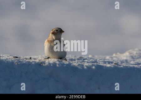 Manto di neve (Plettrophenax nivalis) in inverno Foto Stock