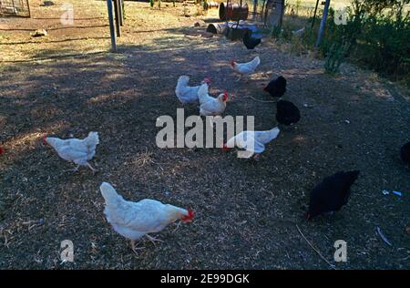 Murga New South Wales Australia Free Range Chickens Foto Stock