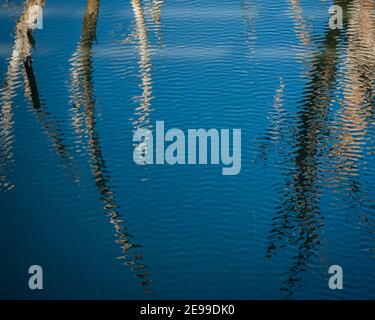 Le ondulazioni astratte e i rami dell'albero riflettono in acqua blu Foto Stock