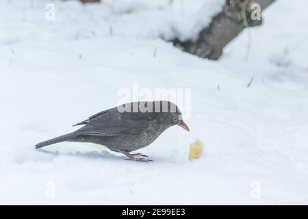 Una femmina nella neve in un giardino nello Yorkshire, Inghilterra. Foto Stock