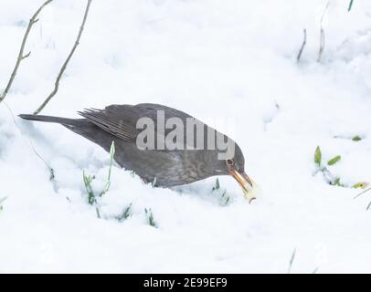 Una femmina nella neve in un giardino nello Yorkshire, Inghilterra. Foto Stock