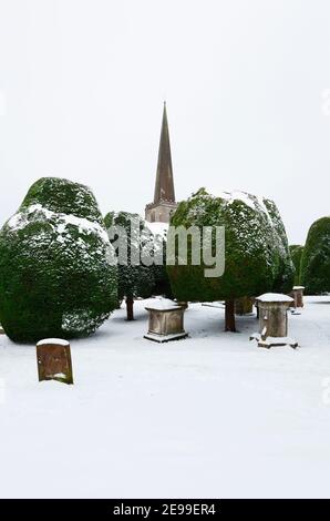 I famosi alberi di Yew alla chiesa di St Mary a Painswick. Il Cotswolds. Gloucestershire, Inghilterra, Regno Unito. Foto Stock