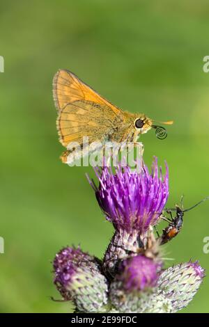 Grande Skipper Butterfly, Ochlodes sylvanus, Nettering su Marsh Thistle, Cirsium palustre, fiore a Bernwood Forest, Buckinghamshire, 4 luglio 2019. Foto Stock