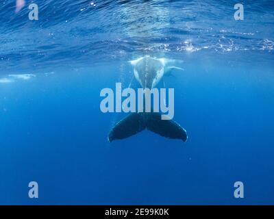 Coda di balena fin superficie subacquea. Humpback giocare nell'Oceano Pacifico Foto Stock