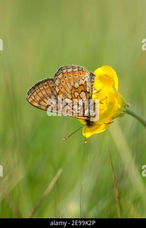 Marsh Fritillary Butterfly, Euphydryas aurinia, nettaring on Creeping Buttercup, Ranunculus repens, presso la BBOWT's Seven Barrows Reserve, Berkshire. Foto Stock