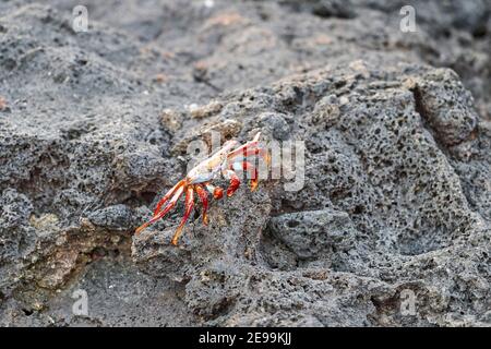 Granchio di roccia rossa , grapsus grapsus, conosciuto anche come granchio Sally Lightfoot seduto sulle rocce laviche delle isole galapagos, Ecuador, Sud America Foto Stock