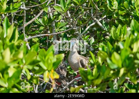 Sula sula, una grande cucinetta, originaria delle isole Galapagos, è una grande cucinetta a piedi rossi per adulti, che si trova nell'habitat naturale. Ecuador, Sud America Foto Stock