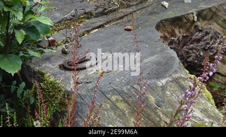 La lucertola vivipara, o lucertola comune, Zootoca vivipara (in precedenza Lacerta vivipara), è una lucertola eurasiatica. Seduto su un vecchio albero a Teutoburger Wald in Foto Stock