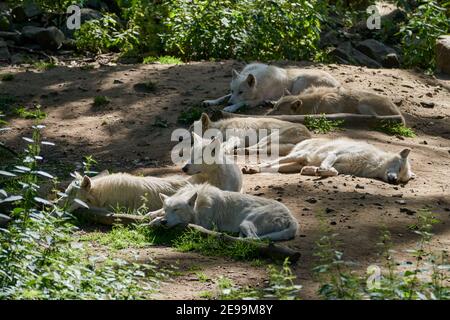 Wolf pack di grandi e bianchi Hudson Bay Wolf, vive nell'Artico e sulla costa nord-occidentale di Hudson Bay in Canada, Nord America. Canis lupus huds Foto Stock